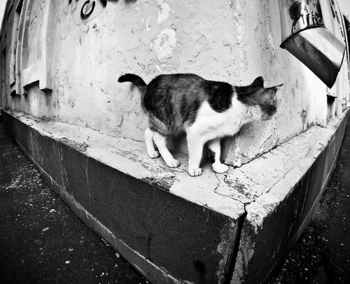 ������ ���� 41