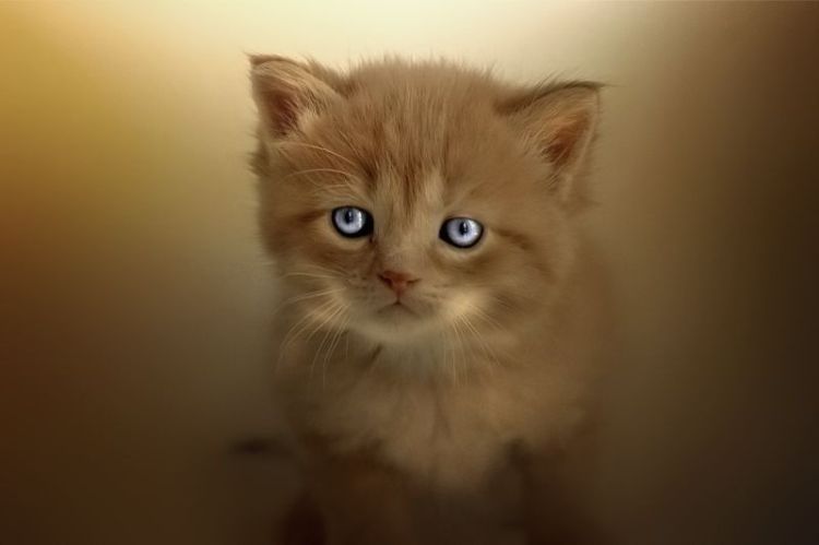 ���������� �������� :: ���������� 1