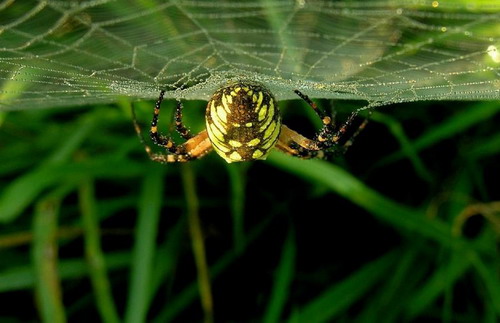 �������� ��� :: ���� �������� ���� 41