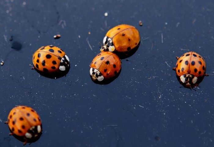 ���������� �������� :: ���������� 1