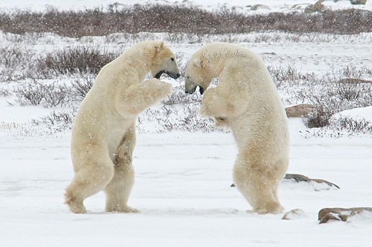 ���������� ����� ������� :: ���������� 2
