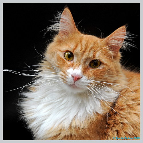 �������� ��� :: �������� �������� ���� 41