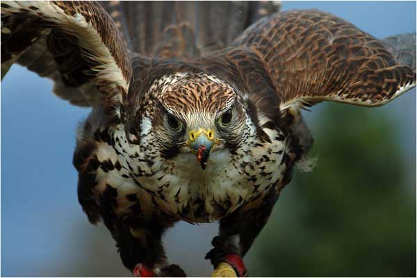 �������� ��� :: ���� �������� :: ���������� 1