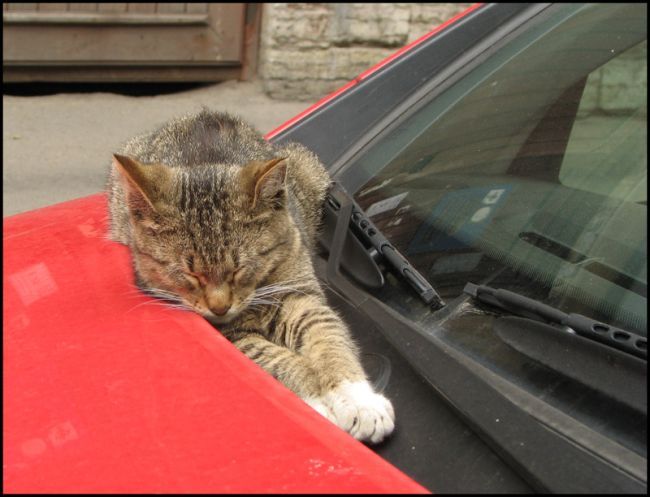 �������� ��� :: �������� :: ���������� 1