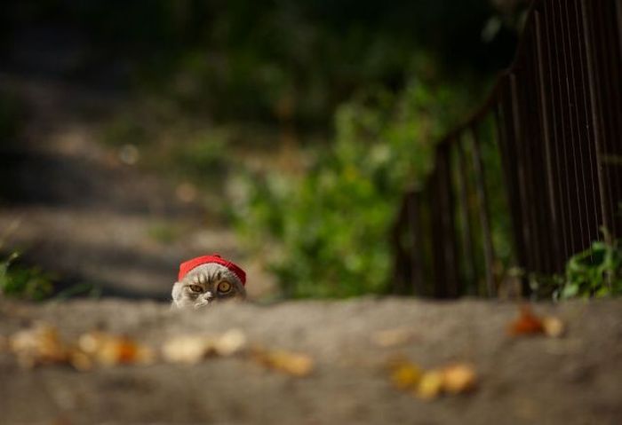 �������� :: ���������� 1
