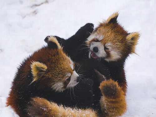 ���������� �������� ���� 53