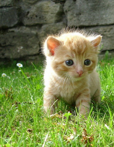 ������ ���� 67