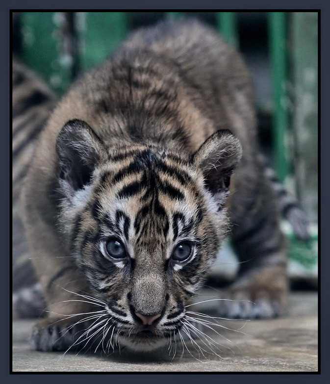 �������� :: ���������� 1