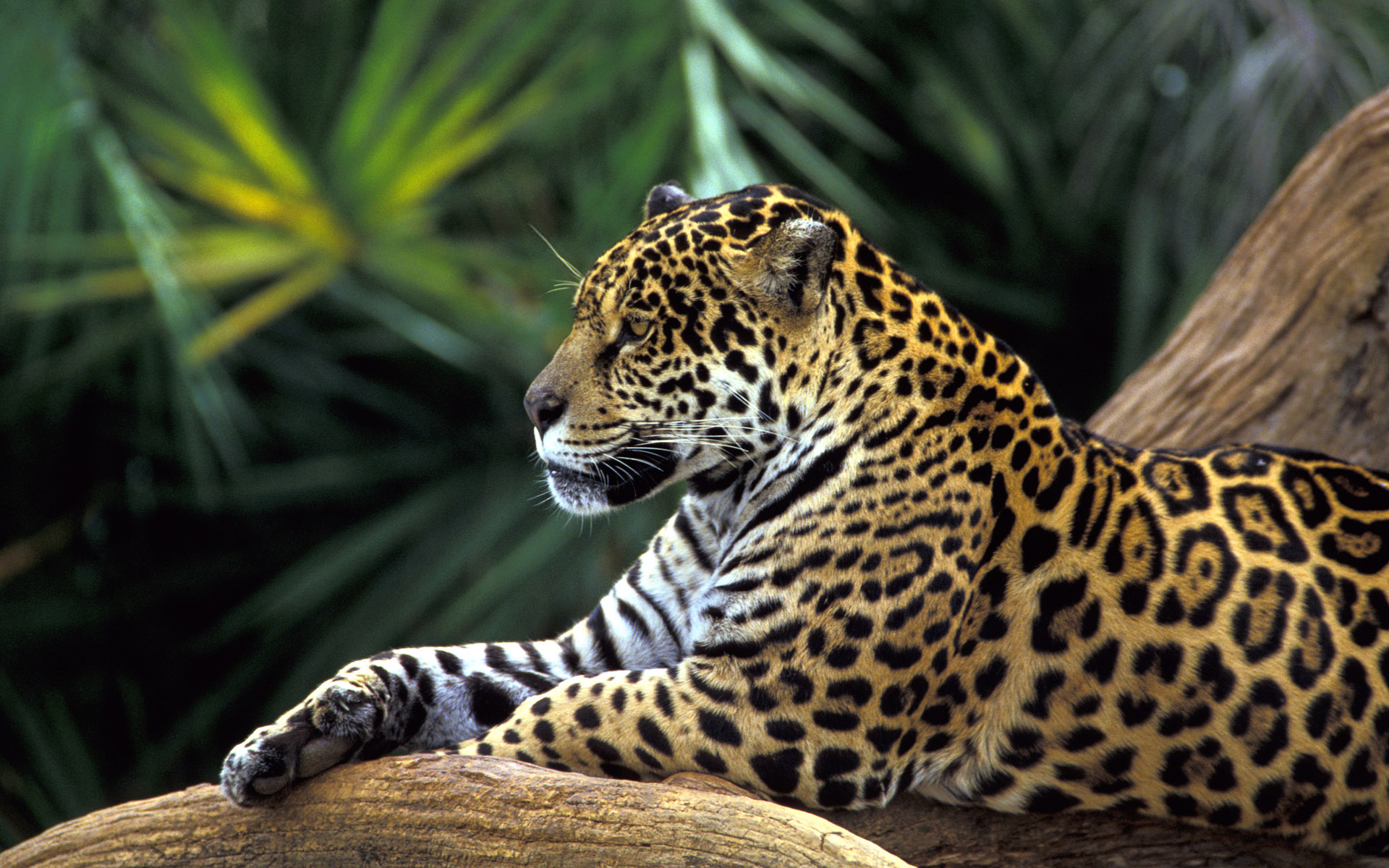 ���� � ��������� :: ���������� 2