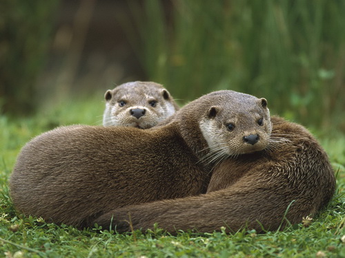 �������� ���� 39