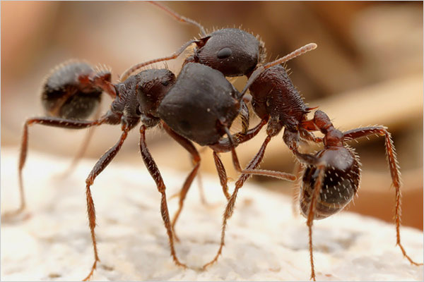 ���������� :: ���������� 1
