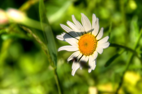 ���� :: ������� HDRi ���� 52