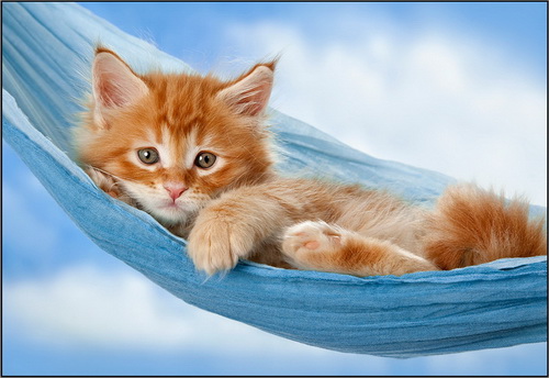 ���������� ����� ���� 50