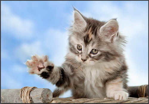 ���������� ����� ���� 51