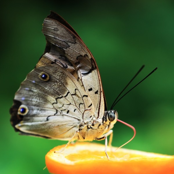 ���������� �������� ������� :: ���������� 1