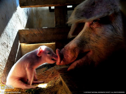National Geographic ���� 3