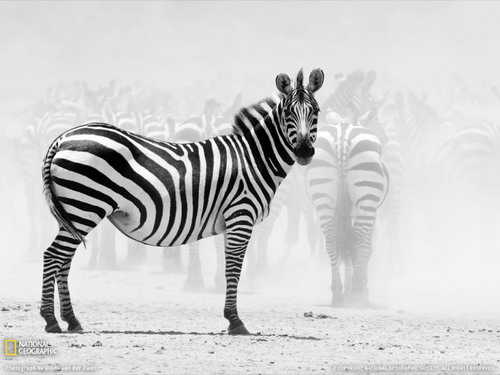 National Geographic ���� 5