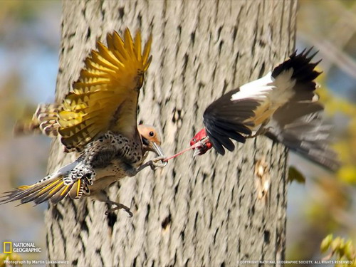 National Geographic ���� 6