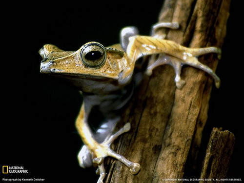 National Geographic ���� 8