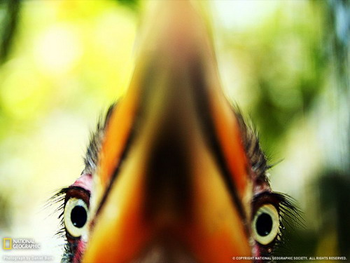 National Geographic ���� 14