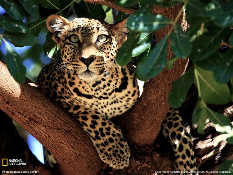 National Geographic :: ���������� 1