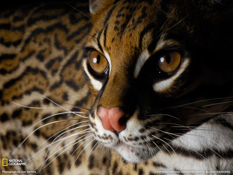 National Geographic :: ���������� 1