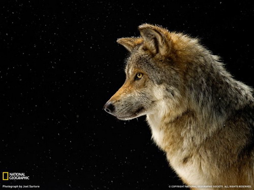 National Geographic ���� 19