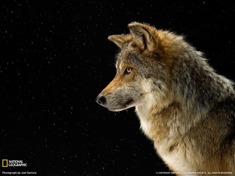 National Geographic :: ���������� 1