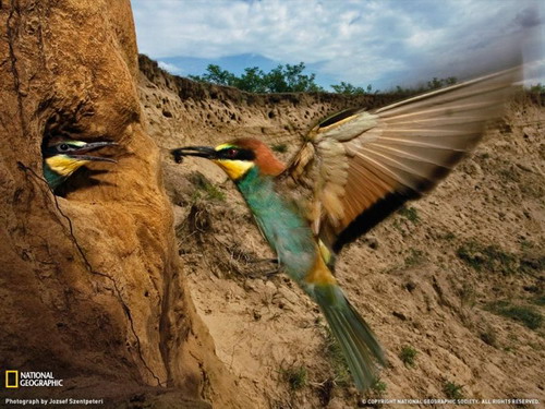 National Geographic ���� 21