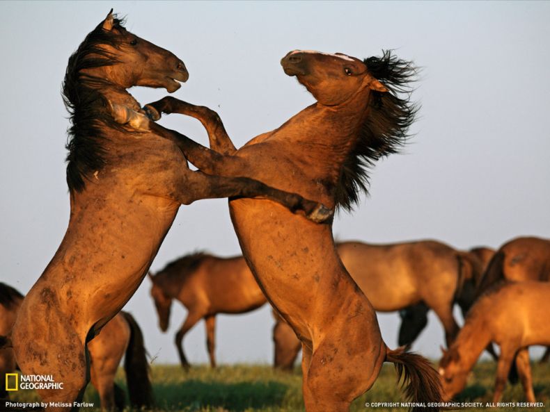 National Geographic :: ���������� 1