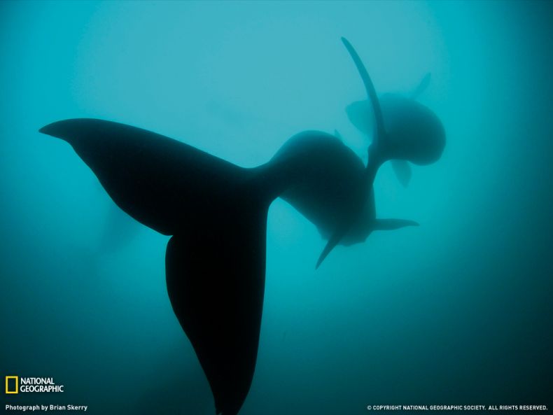 National Geographic :: ���������� 1