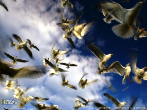 National Geographic ���� 31