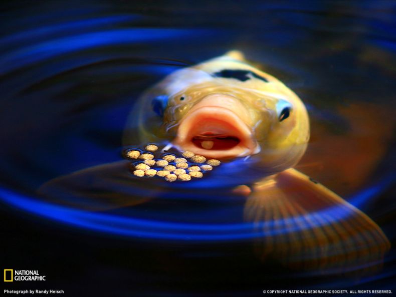 National Geographic :: ���������� 1