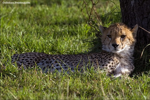 ����� ����� ���� 11