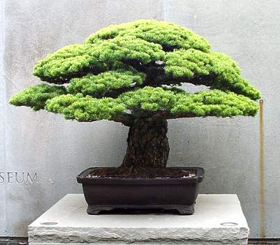 ������� :: ������ � penjing ���� 2