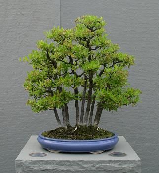 ������� :: ������ � penjing ���� 4