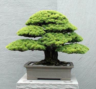 ������� :: ������ � penjing ���� 5