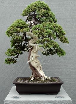 ������� :: ������ � penjing ���� 6