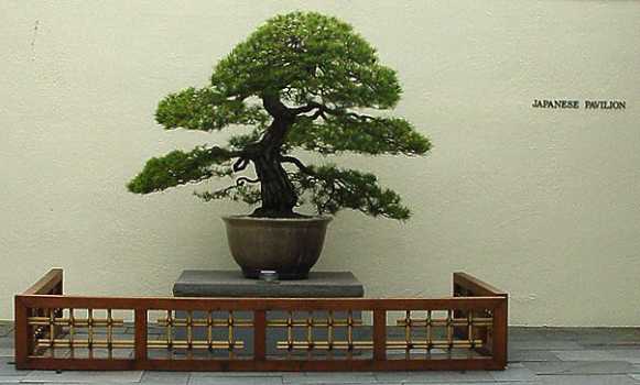 ������� :: ������ � penjing ���� 7