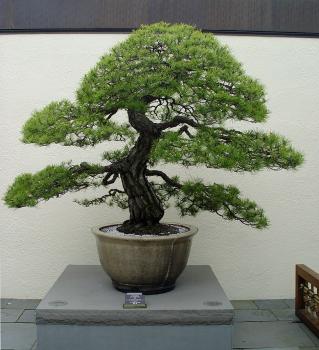 ������� :: ������ � penjing ���� 8