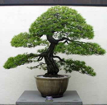 ������� :: ������ � penjing ���� 9