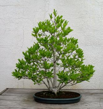 ������� :: ������ � penjing ���� 10