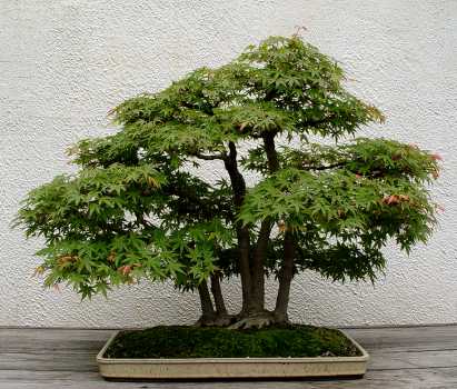 ������� :: ������ � penjing ���� 11