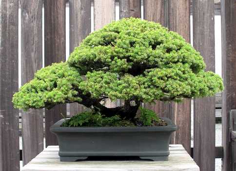 ������� :: ������ � penjing ���� 12