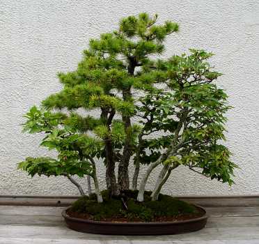 ������� :: ������ � penjing ���� 13