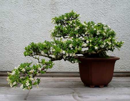 ������� :: ������ � penjing ���� 14