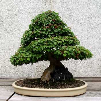 ������� :: ������ � penjing ���� 15