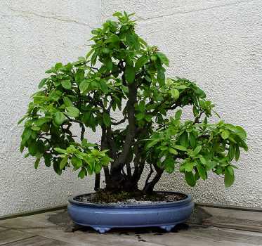 ������� :: ������ � penjing ���� 16