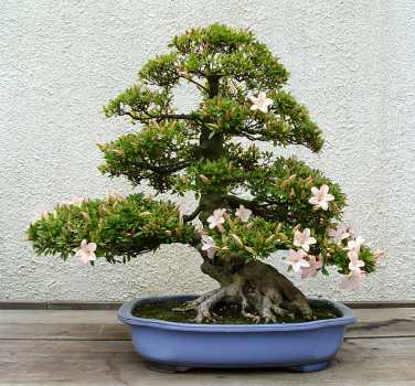 ������� :: ������ � penjing ���� 17