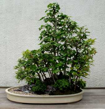 ������� :: ������ � penjing ���� 18